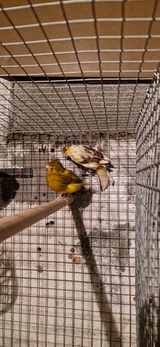 Casais de canarios 2025