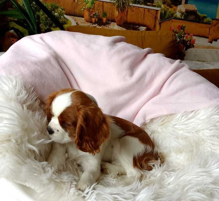 Cavalier King Charles Spaniel dziewczynka