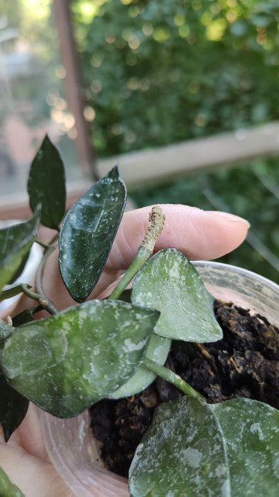 Hoya lacunosa ескімо з 2 квітконосами