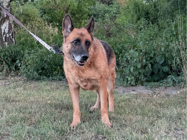 Greta – seniorka owczarka szuka swojego człowieka