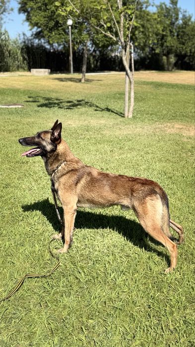 Pastor belga malinois preparado para defesa pessoal