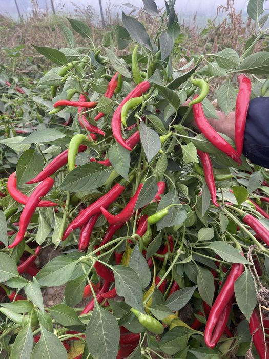 Papryka peperoni i habanero