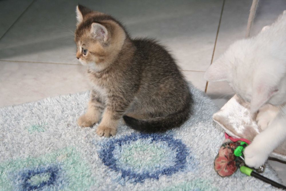 Активний хлопчик золотої шиншилли
