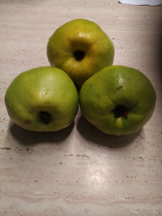 Pigwa owoce ekologiczne..