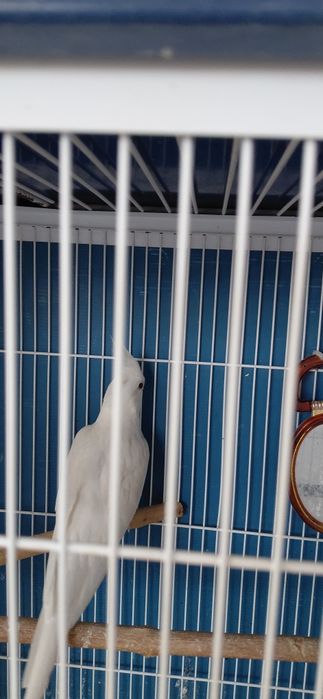 Caturras  machos bravas para criacao