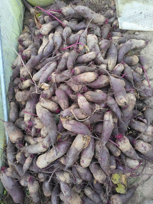 Buraczki czerwone ekologiczne smaczne