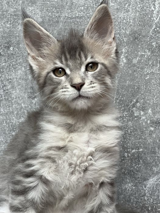 Kocurek Maine Coon