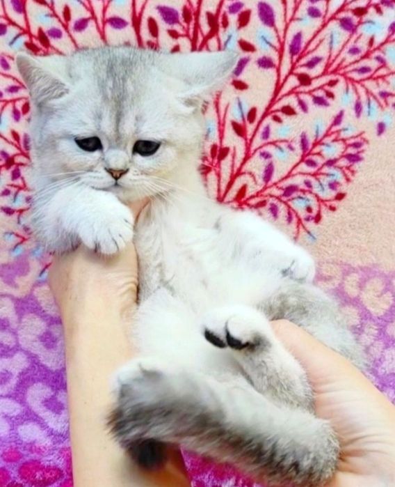 Срібна шиншила хлопчик красунчик
