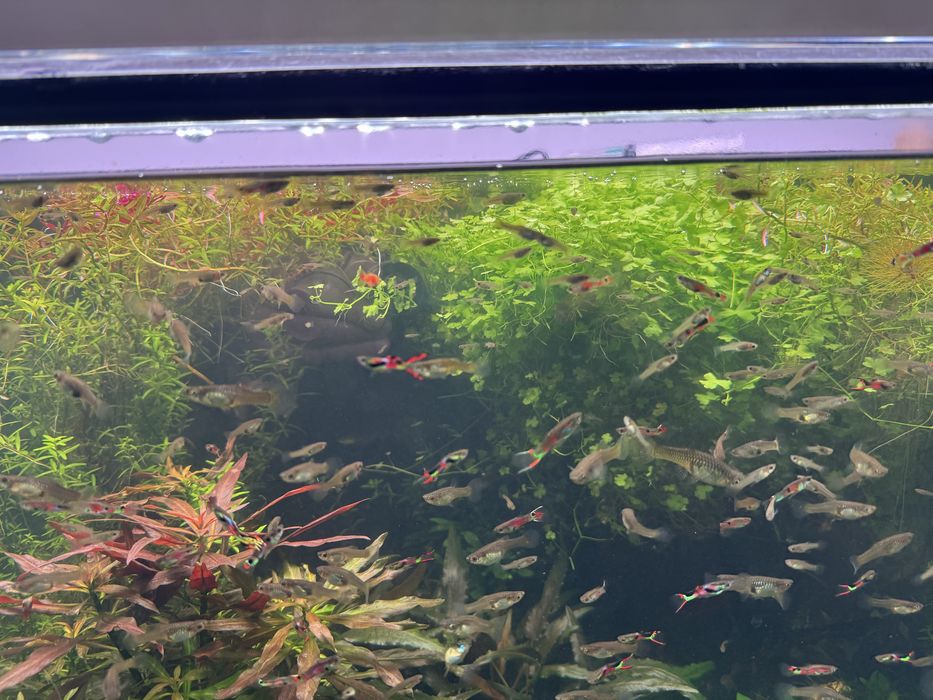 Vendo aquario Plantado + movel + Luminaria RGB + filtro+ co2 + todos os acessorios