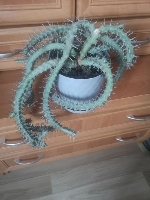 Kaktus czeka na adopcję