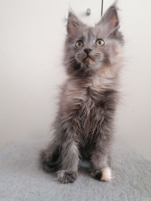 Мейн-кун     киця