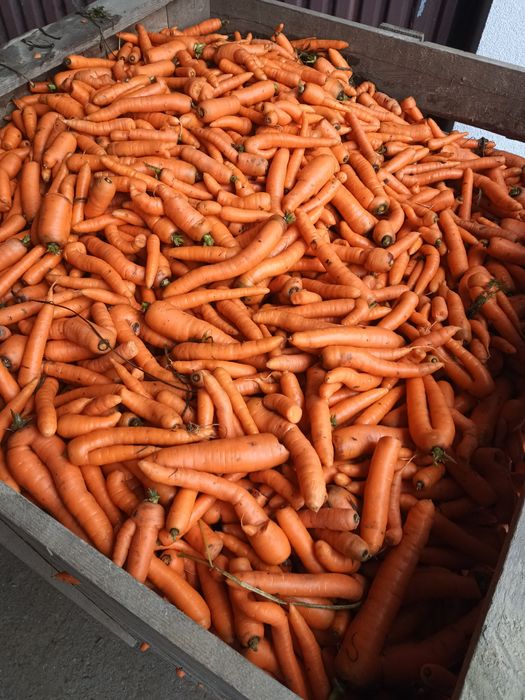 Marchew paszowa odpadowa