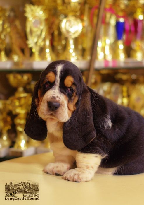 LONG CASTLE HOUND питомник предлагает щенка девочку