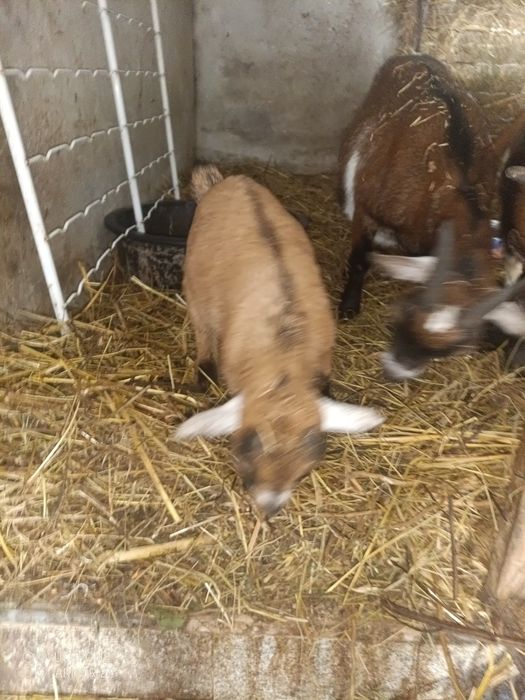 Tenho cabritos anões para ceder