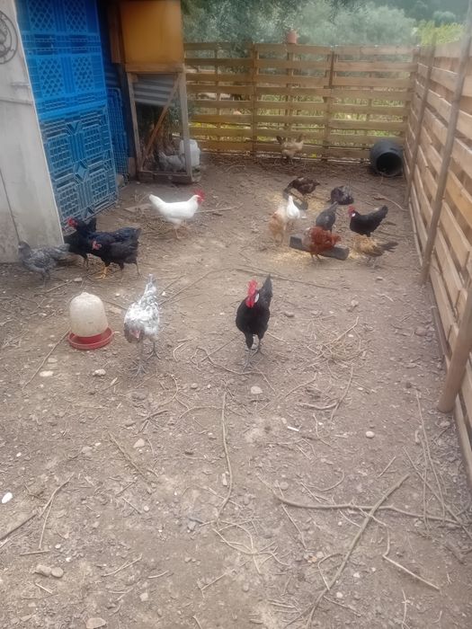Frangos/ casais de várias raças