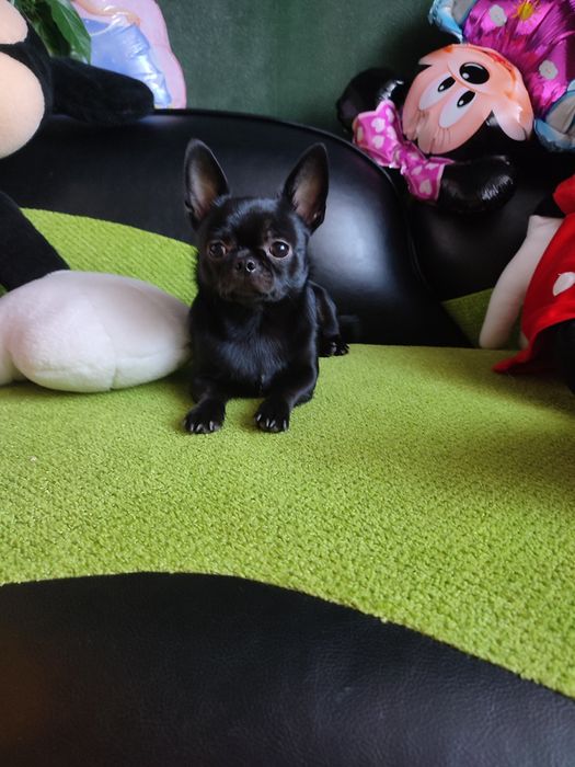 Вязка Чихуахуа кабель 4 года