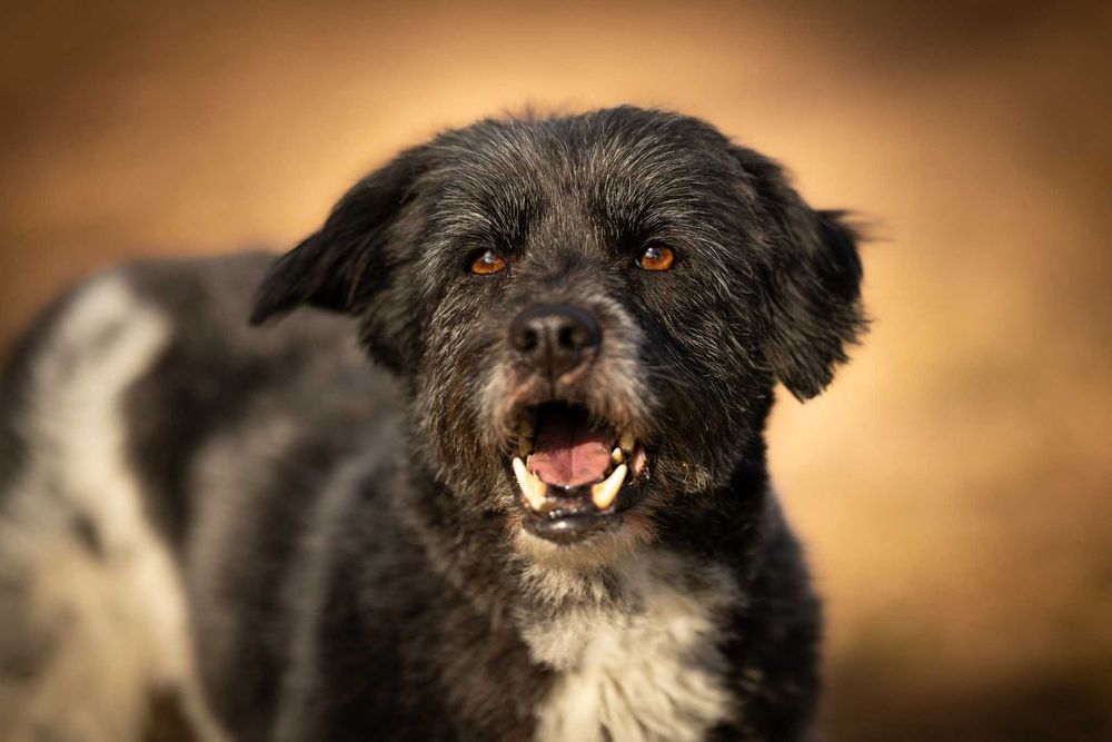 Kudłaty wesoły psiak Oreo szuka domu na zawsze