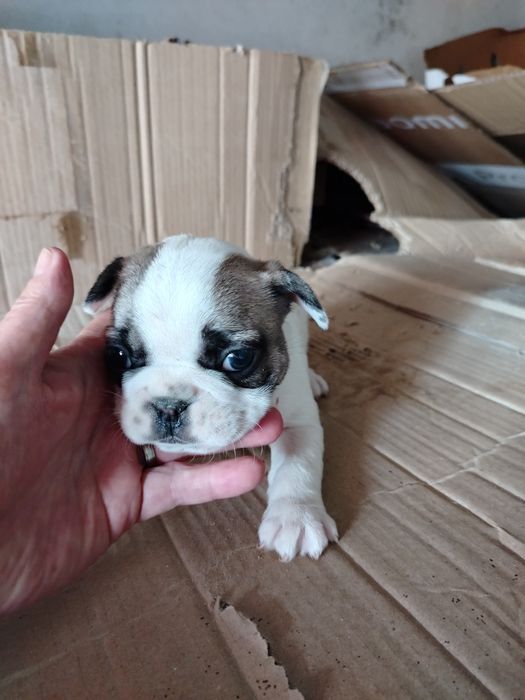 Lindíssima buldogue francês