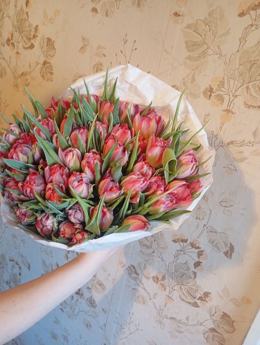 Тюльпани Голандія. Квіти.