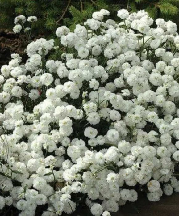 Деревій птарміка жемчужниця маруна