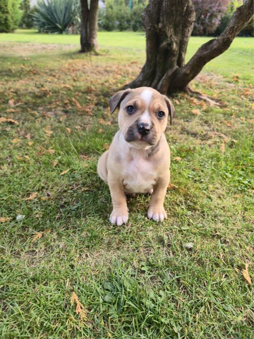 Amstaff piesek
