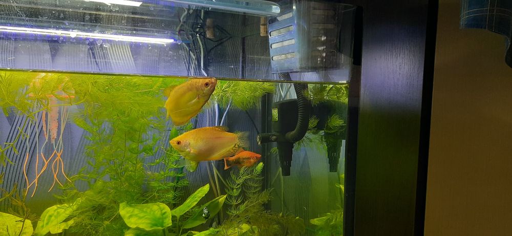 аквариум прямоугольный, 200 литров. (Природа)