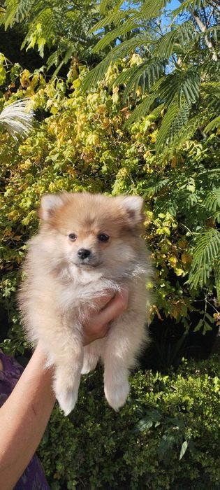 Szpic miniaturowy pomeranian