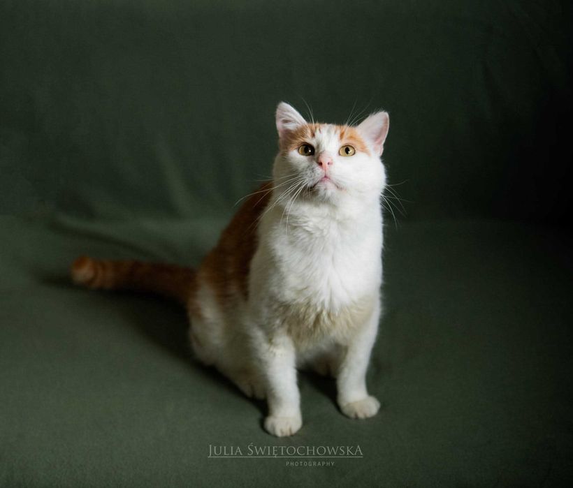 Romek - najsłodszy przytulak szuka kochającego domu