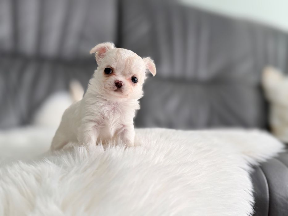 Chihuahua dlugowlosa MINI laleczka zkwp/fci