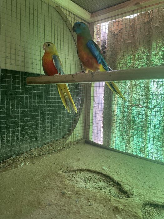 Troquesinhos e burkes