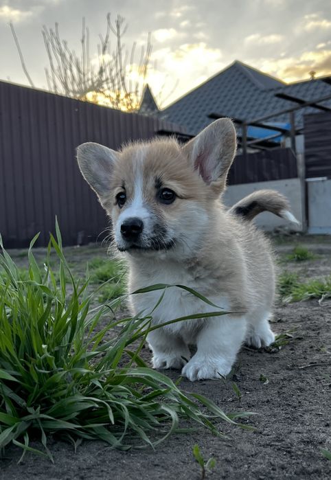 Коргі пемброк 2,5 міс