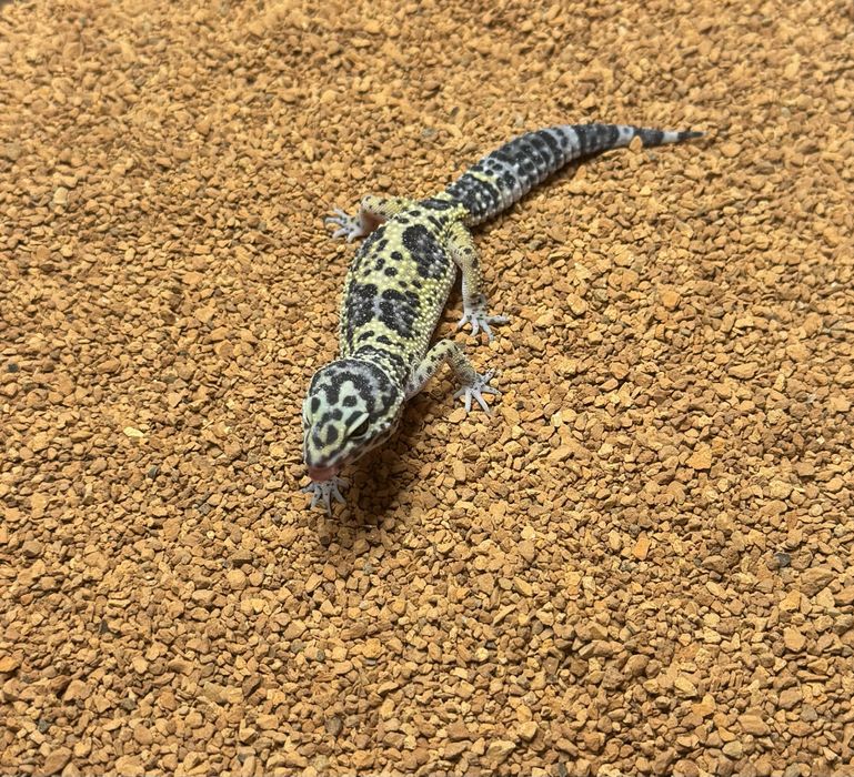 Gekon lamparcci Eublefar- mlode oraz podrostki