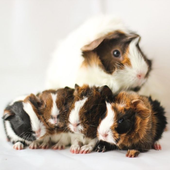 Морские свинки разных окрасов