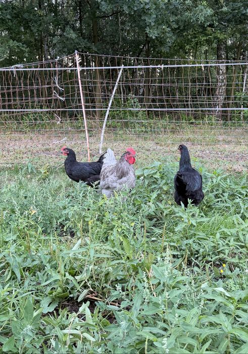 Koguty mix Australorp