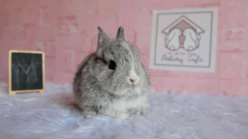 Coelhos anões mini hôlandes, toy, teddy, lean head, KIT Completo