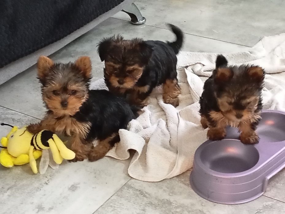 York piesek sprzedam