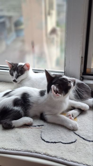 Котики, хлопчики, 3 місяці шукають дім