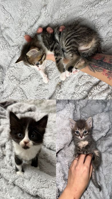 котята , кошенята