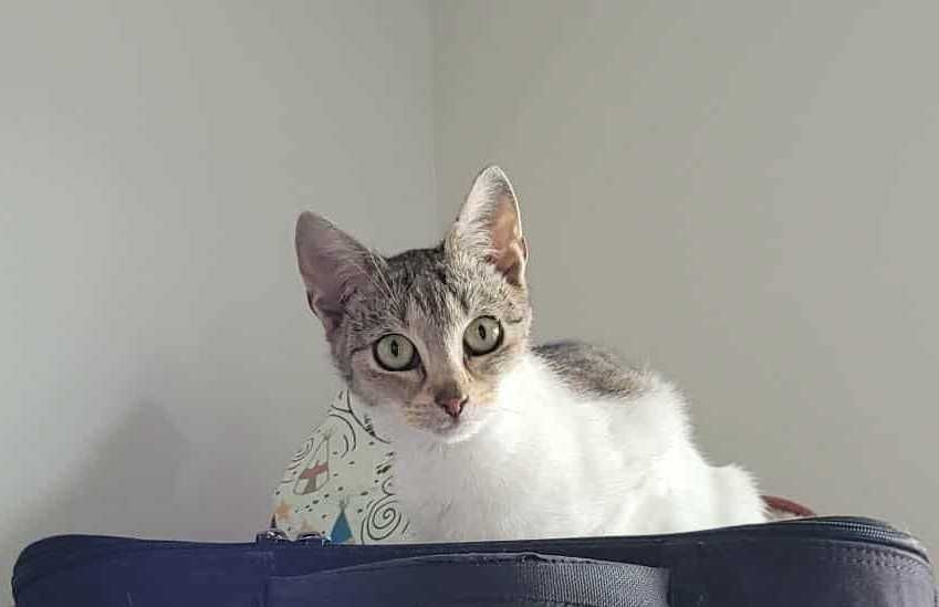 Urocza kotka szuka kochającego domu