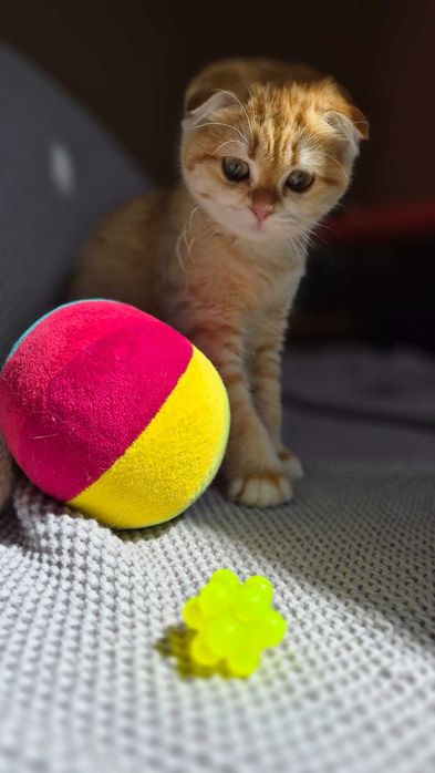 Scottish Fold дівчинка доступна до резерву