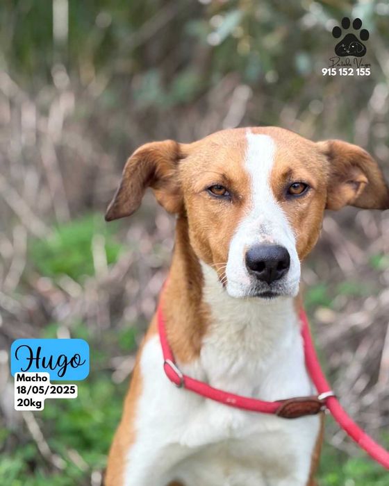 Cão para adoção (Hugo)