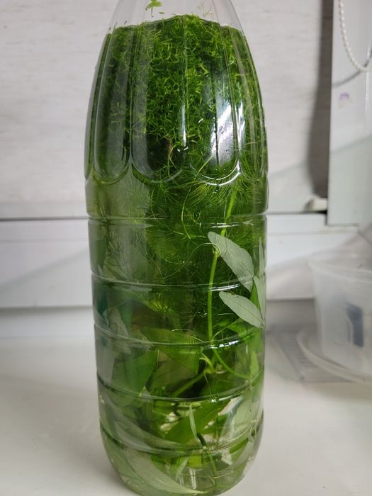 4x roślinki akwariowe Hygrophila + Rogatek + Wgłębka + Limnophila Sess