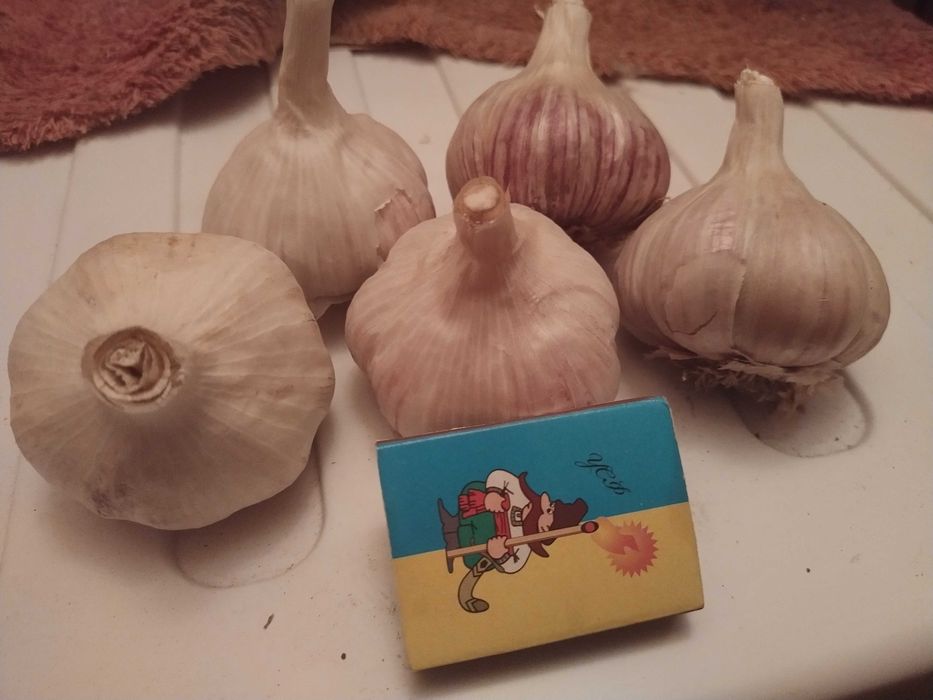 Продам озимий часник