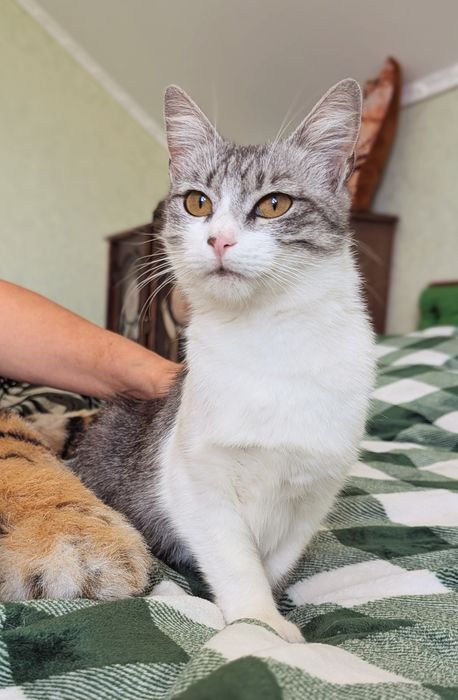 Киця Сурі шукаю дім