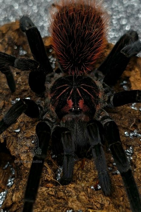 Ptasznik Xenesthis immanis L1