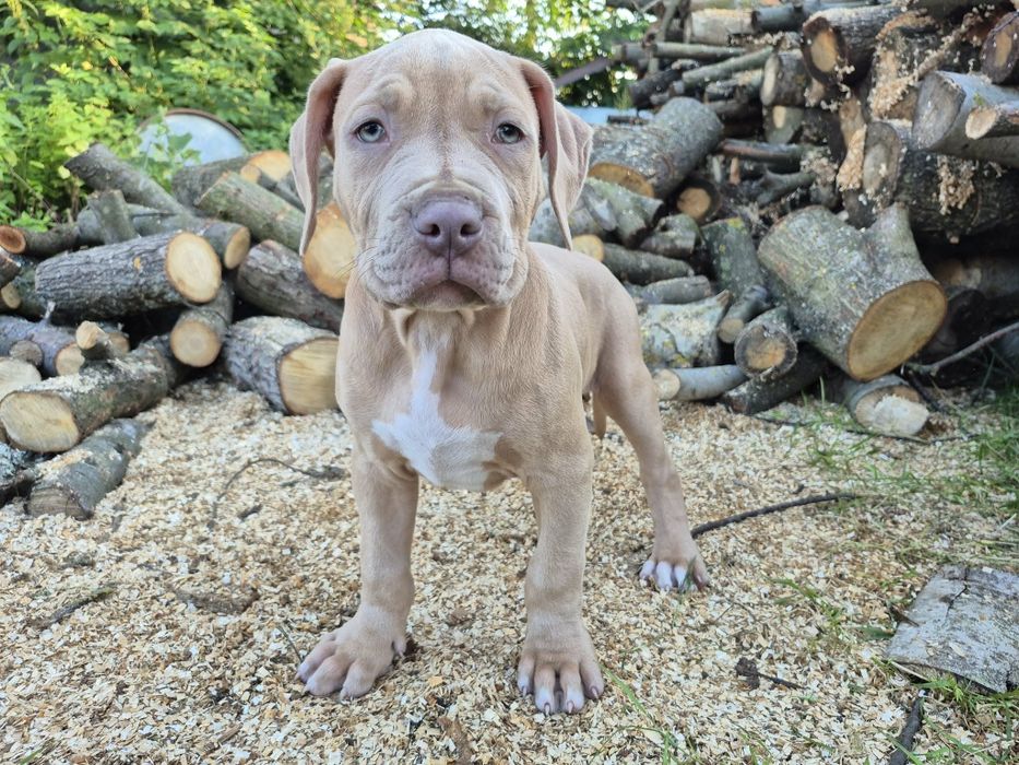 Samiec 3 American Bully XL od hodowli SCKK Bully Legend XL