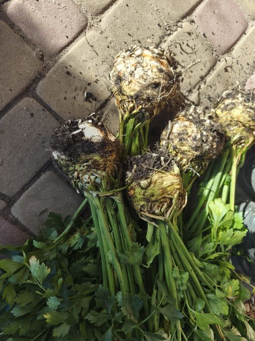 Seler główki   dla zwierząt