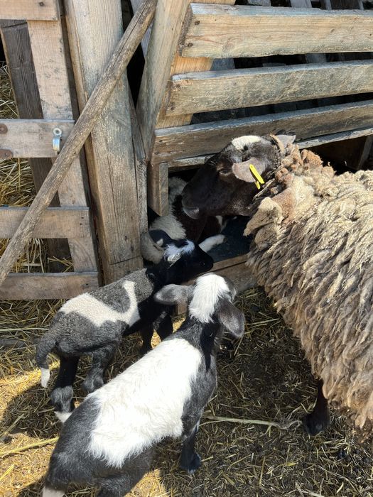 Бараны дорперы 75% живым весом