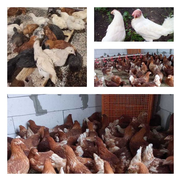Продам кури несушки! Доставка безкоштовна. Мена!