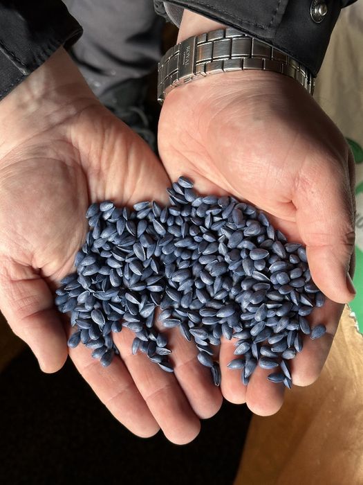 Насіння соняшнику. Посівний матеріал. Гібрид під Євро-Лайтинг